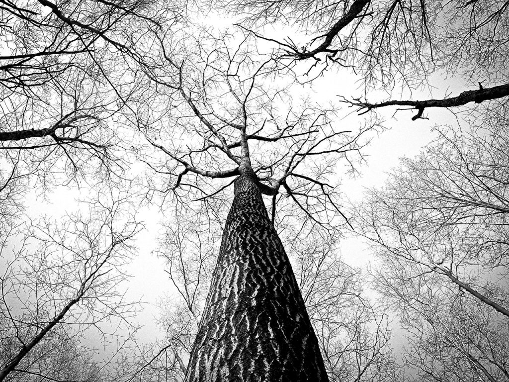 The Big Tree Problem